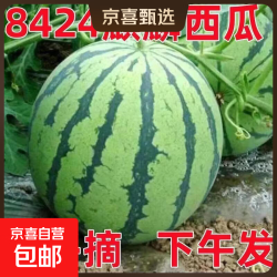 京东 麒麟有籽西瓜水果新鲜西瓜8424美都薄皮脆甜可口西瓜水果麒麟瓜5 5-6斤