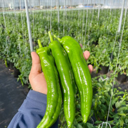 山东 新鲜青尖椒 虎皮椒 2斤