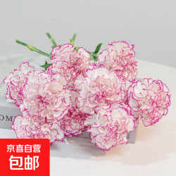 随机单头康乃馨20枝38女神520母亲节鲜花礼物 1份