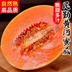 无品牌 甘肃武威 伽师瓜 4-5斤 1-2个