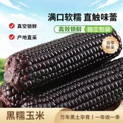 黑龙永胜 中国大陆 黑糯甜糯玉米 200-250克*8支