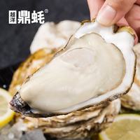 越洋鼎蚝乳山生蚝鲜活 2XL号 新鲜海鲜牡蛎水产海蛎子礼盒装约17-20个