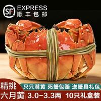 阳澄饱贝大闸蟹 现货鲜活特大螃蟹公蟹母蟹海鲜水产生鲜礼盒装 精选六月黄3.0-3.3两 10只礼盒装