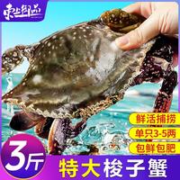 东上御品 舟山梭子蟹 鲜活大号野生大螃蟹新鲜冷冻海鲜水产海蟹 梭子蟹3-5两/只 3斤