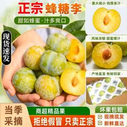 淳果一木 CHUNGUO 淳果一木 河南蜂糖李 2斤装