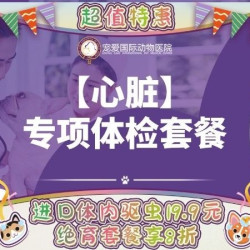 北京宠爱国际动物医院 猫咪心脏彩超专项检查