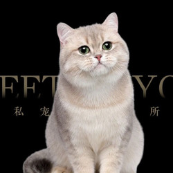短毛/无毛猫去废毛+低压力植物护理套餐