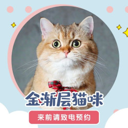 金渐层猫咪