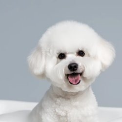 小型犬洗护（两洗一护）