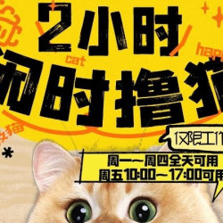闲时撸猫｜单人2小时撸猫券｜仅限工作日