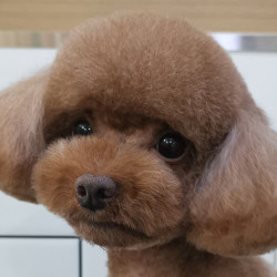 狗狗·美容造型