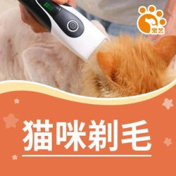 猫咪剃毛 [纯手工剃毛]（无毛长体重限制）