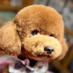 狗狗·美容造型身长不超过45厘米 狗剪毛