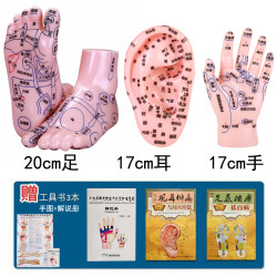 刻字高清手部足部耳部反射区足底点穴练习按摩推拿手足耳模型