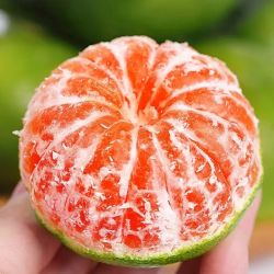 京鲜生 云南青皮蜜桔 净重4.5斤 单果55mm+