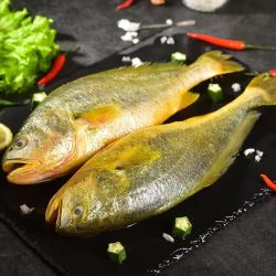 新鲜特大黄花500g*4条