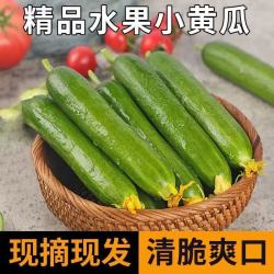 亨泰丰源 水果小黄瓜净重 5斤 现摘鲜发