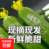 京喜 山东 新鲜生吃小黄瓜 5斤