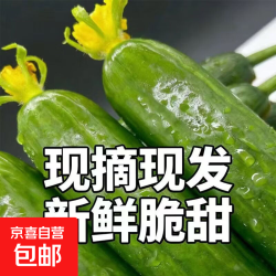 京喜 山东水果黄瓜  净重 5斤