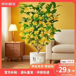 京东鲜花 京东 鲜花桂花盆栽 源头直发