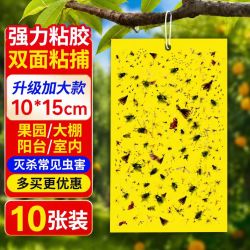 DAGO 双面粘虫板黄板诱虫板灭苍蝇贴果蝇纸灭蚊黏虫小飞虫诱捕神器10张