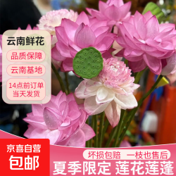 夏季限定荷花莲蓬鲜花云南直发冷链到家渠道专享 荷花粉色5枝