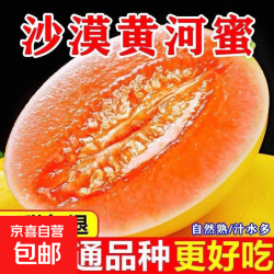 民勤蜜瓜黄河蜜瓜甜瓜香甜多汁沙漠蜜瓜新鲜现摘应季水果 民勤蜜瓜净重4-5斤(1-2个装)