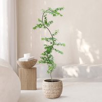花兮绘 流泉枫盆栽 日本红枫树苗 室内观叶植物