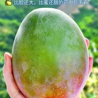 攀枝花 凯特芒 4.5斤装 特大果王 单果600克+