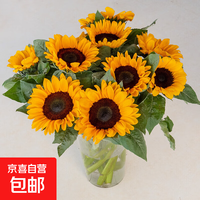 京东 向日葵鲜花云南鲜花基地直发家用水养插花花束经典搭配 向日葵10枝 中大花 中大花向日葵