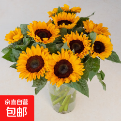 京东 向日葵鲜花云南鲜花基地直发家用水养插花花束经典搭配 向日葵10枝 中大花 中大花向日葵