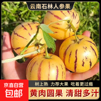 京喜自营-专用品牌 人参果新鲜水果现货人参果云南石林树上熟黄心圆果 (单果70-90g) 石林金果·净重3斤装