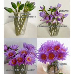 京东鲜花 紫色睡莲 10枝 水养鲜切花