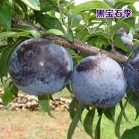 苗彩 嫁接李子树苗 三华李 2年苗