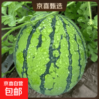 今日必买：麒麟西瓜之乡 郭庙西瓜 美都8424 无籽西瓜 8-10斤 新鲜现摘