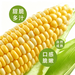云南金银水果玉米 带箱3斤