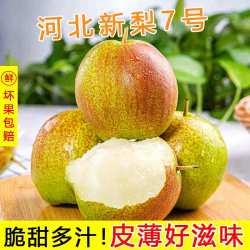 鲜友季 河北香梨7号 净重4.5-5斤（单果100g+）