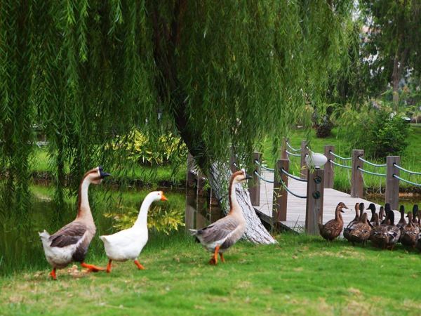 400+住鹭岛国宾馆!:厦门悦华酒店2晚+享汉服体验一次+Club悦·亲子俱乐部(全天遛娃不重样)+暑期景点观光或演唱会巴士服务(定点定时...