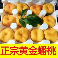 栀舒 特大果 山东蒙阴 黄金蟠桃 2.5斤装 4-7个