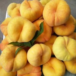 栀舒 特大果 山东蒙阴 黄金蟠桃 2.5斤装 4-6个