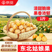 京觅 东北姑娘果净重1斤灯笼果黄菇娘洋姑娘果水果特产 源头直发包邮