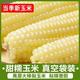 秋禾谷 东北头茬白糯玉米10支