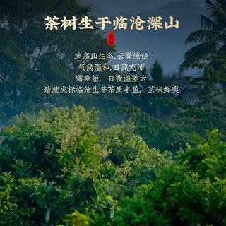 虎标茶 普洱茶生茶 早春头采 临沧茶饼 200g
