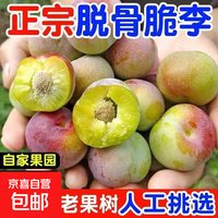 京喜加 四川五月脆脱骨李凤凰李子新鲜水果送礼品物盒 甄选果 5斤装净重4.5斤