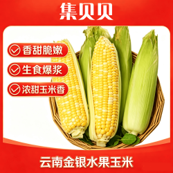 云南金银水果玉米甜玉米香甜爆汁现摘现发新鲜即食健康减脂早餐A 带箱5斤——净重4.5斤