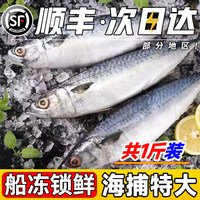 移动端：鲜倩 江苏连云港 鲐鲅鱼 500g 袋装