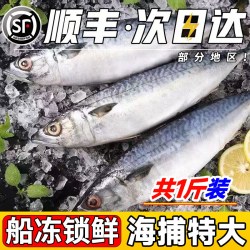 鲜倩 江苏连云港 鲐鲅鱼 500g 袋装