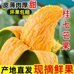 薯二胖 果香浓郁】广西百色桂七芒果新鲜当季水果现摘田东香芒果整箱包邮