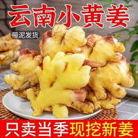 生姜老姜云南小黄姜3斤5斤9斤新鲜现挖高山沙姜土姜种子蔬菜食用