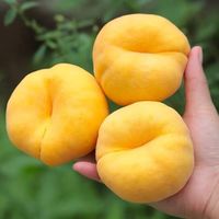 OLOEY 特大果 山东蒙阴 黄金蟠桃 2.25斤装 4-7个